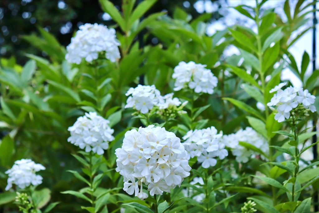 f:id:kapibara5168:20211115214251j:image