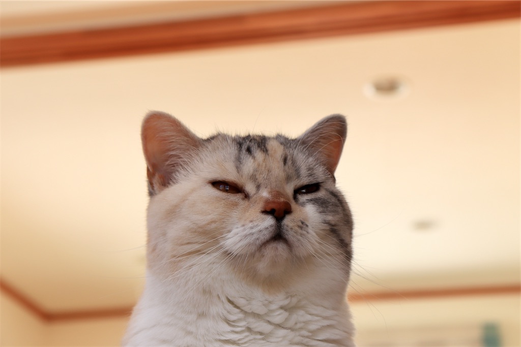 f:id:kapibara5168:20220408105227j:image