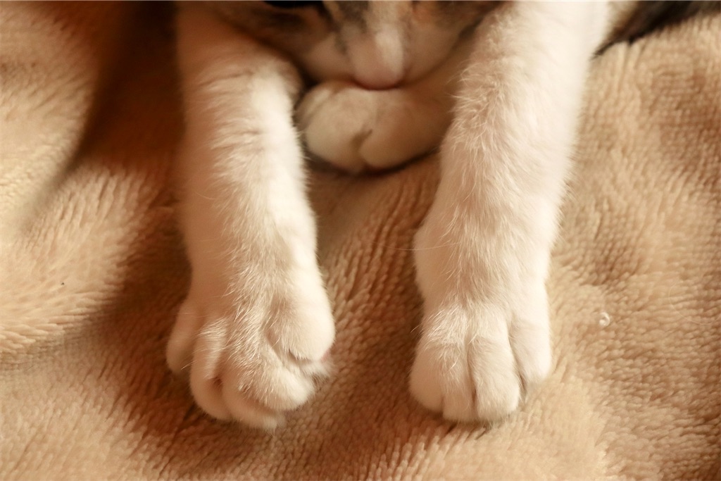 f:id:kapibara5168:20250329181748j:image