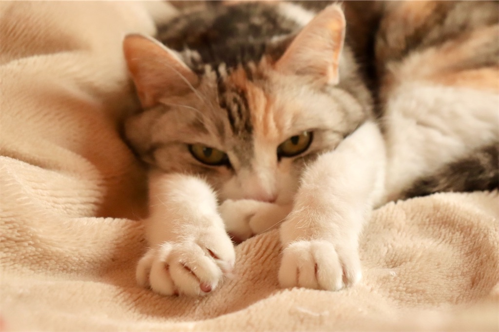 f:id:kapibara5168:20250329182034j:image