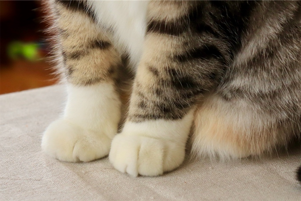f:id:kapibara5168:20250329182541j:image
