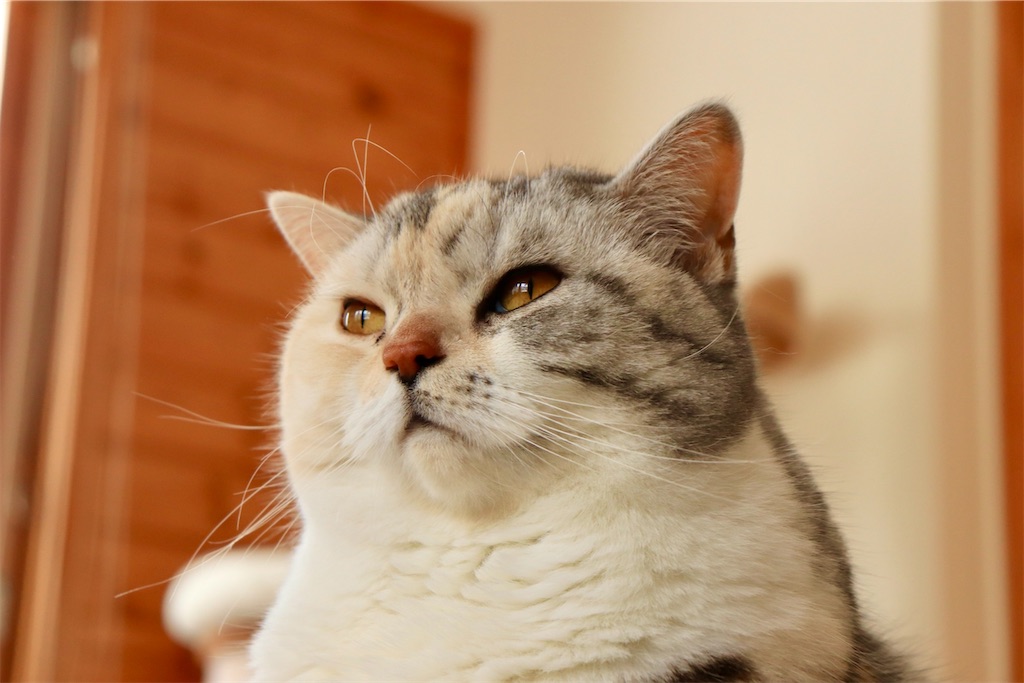 f:id:kapibara5168:20250329183442j:image