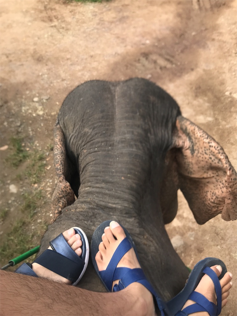 f:id:kapibaramitti:20180808115344j:image f:id:kapibaramitti:20180808115344j:image