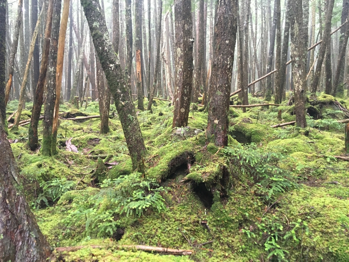 f:id:kapico:20211224000147j:plain