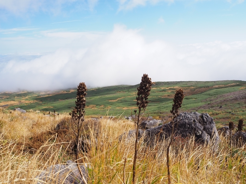 f:id:kapico:20220228165539j:plain