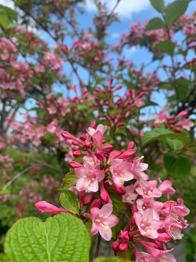 f:id:kapimochimochi:20210504153318j:image f:id:kapimochimochi:20210504153318j:image
