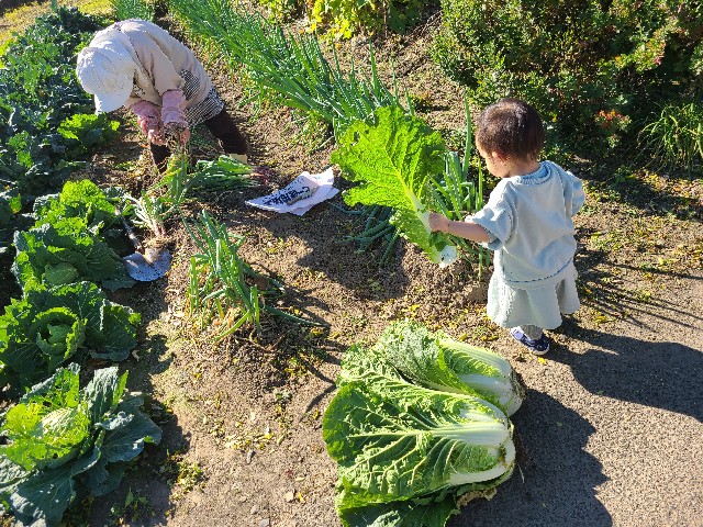 f:id:kapopi:20201123134106j:image