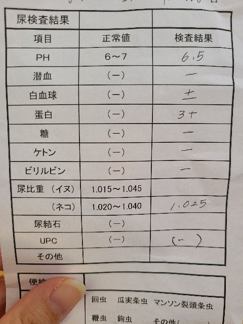 f:id:kapopi:20201208144602j:image