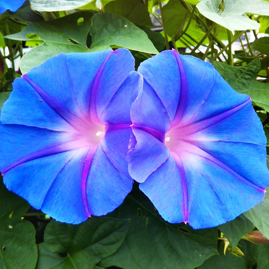 f:id:kappa25kun:20200630232302j:plain