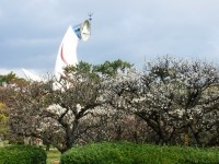 太陽の塔と梅林