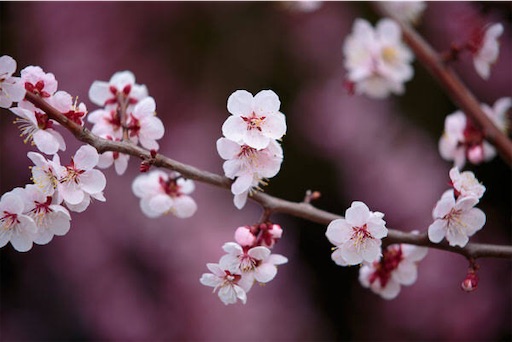 f:id:kappanomimikaki:20210322115132j:image f:id:kappanomimikaki:20210322115132j:image