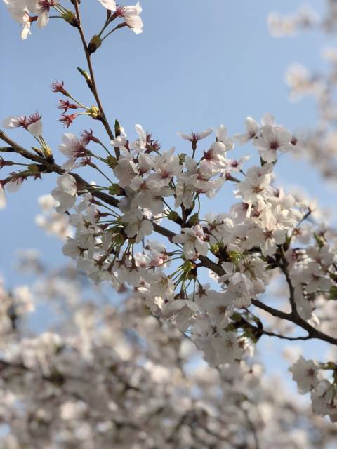 f:id:kappou_oosaki:20180329214841j:plain f:id:kappou_oosaki:20180329214841j:plain