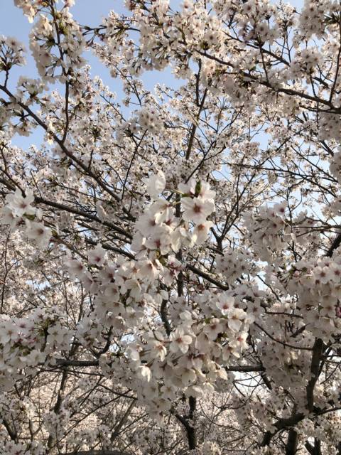 f:id:kappou_oosaki:20180405185301j:plain f:id:kappou_oosaki:20180405185301j:plain
