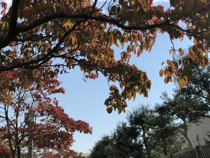 f:id:kappou_oosaki:20181022222400j:plain