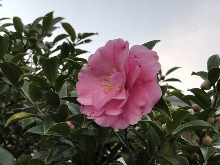 f:id:kappou_oosaki:20190110160725j:plain