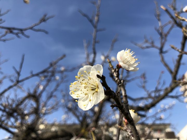 f:id:kappou_oosaki:20190210190751j:plain