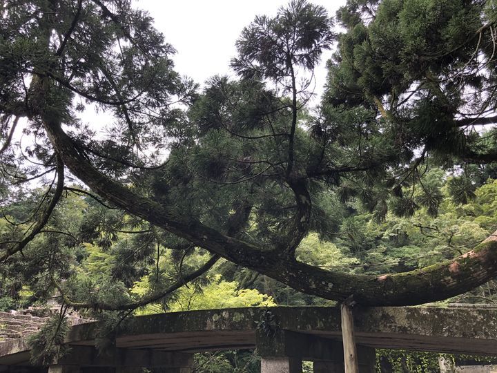 f:id:kappou_oosaki:20190903070538j:plain f:id:kappou_oosaki:20190903070538j:plain