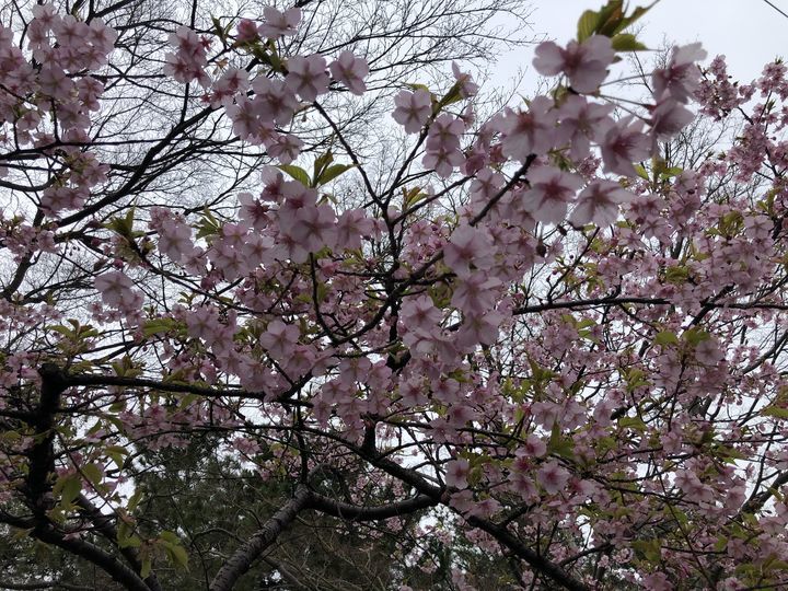 f:id:kappou_oosaki:20200229212011j:plain