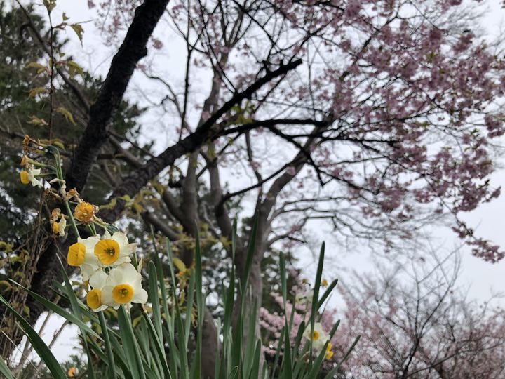 f:id:kappou_oosaki:20200229212350j:plain