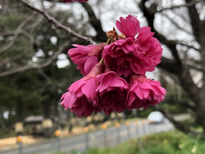 f:id:kappou_oosaki:20200229212452j:plain