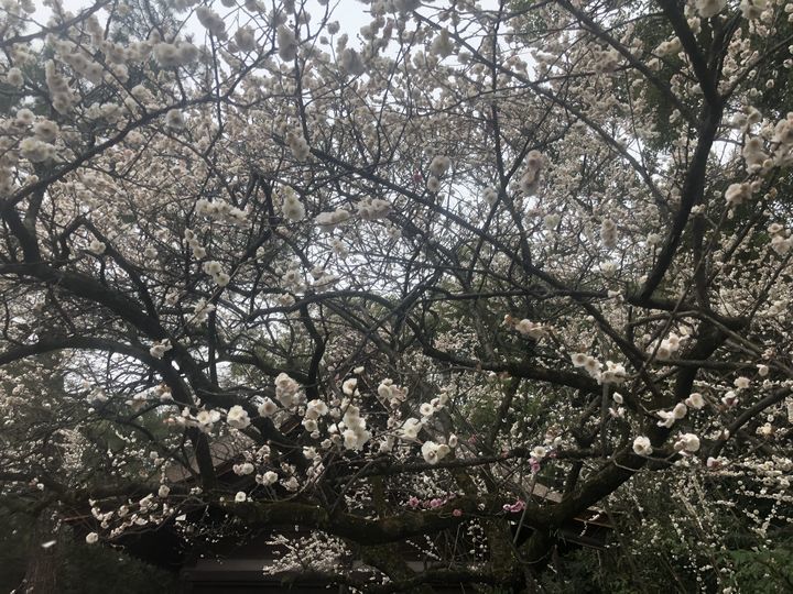 f:id:kappou_oosaki:20200301153803j:plain