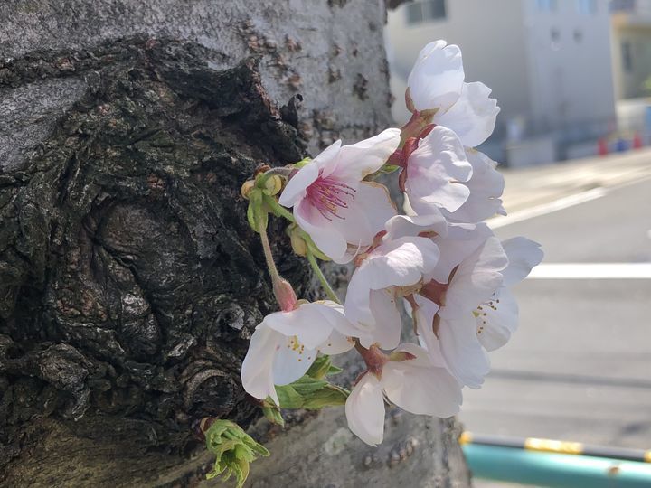 f:id:kappou_oosaki:20200405193907j:plain
