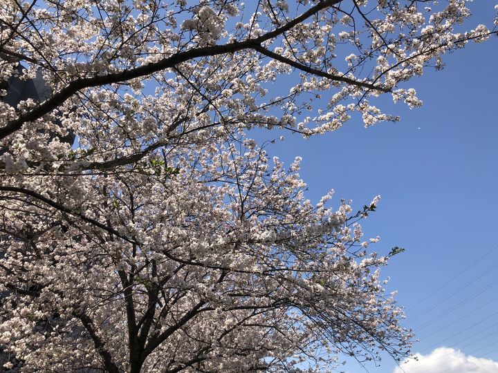 f:id:kappou_oosaki:20200405194024j:plain