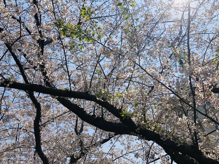 f:id:kappou_oosaki:20200407163856j:plain f:id:kappou_oosaki:20200407163856j:plain