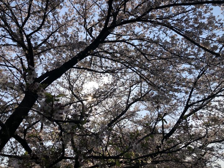 f:id:kappou_oosaki:20200411192906j:plain