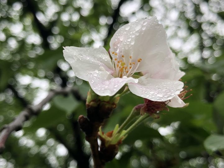 f:id:kappou_oosaki:20200510101231j:plain