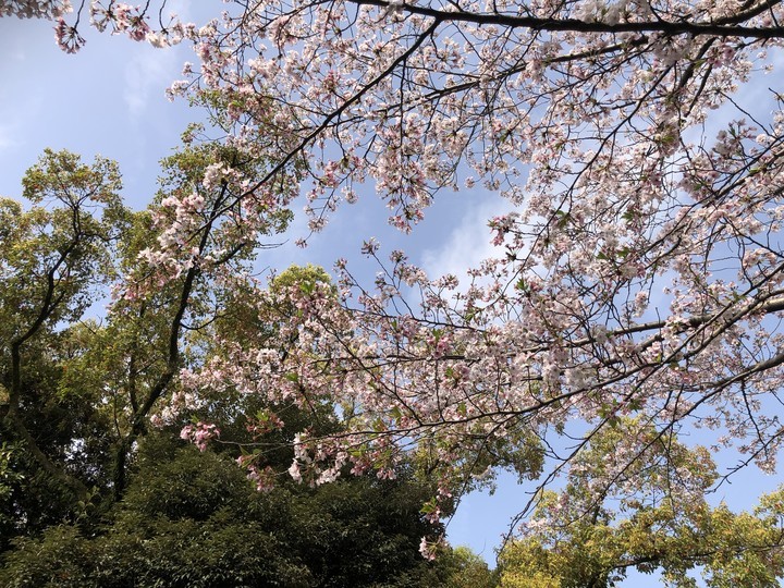 f:id:kappou_oosaki:20210402055358j:plain