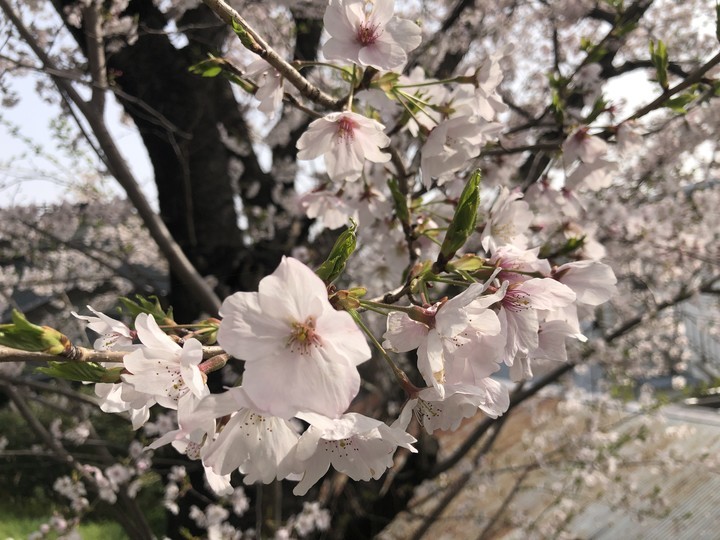 f:id:kappou_oosaki:20210404203609j:plain