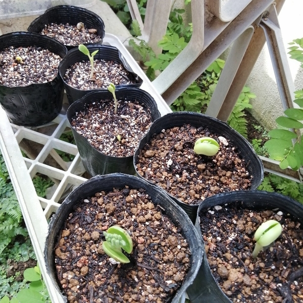 先日蒔いたルピナスのその後／種まき6日目 - 咲いたらいいね