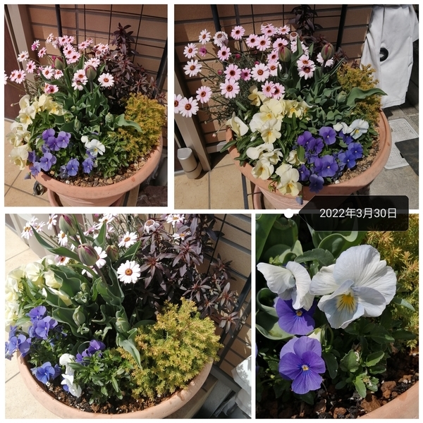 65☆沢山チューリップも咲いて☆ギッシリ詰まった☆大きい寄せ植えの