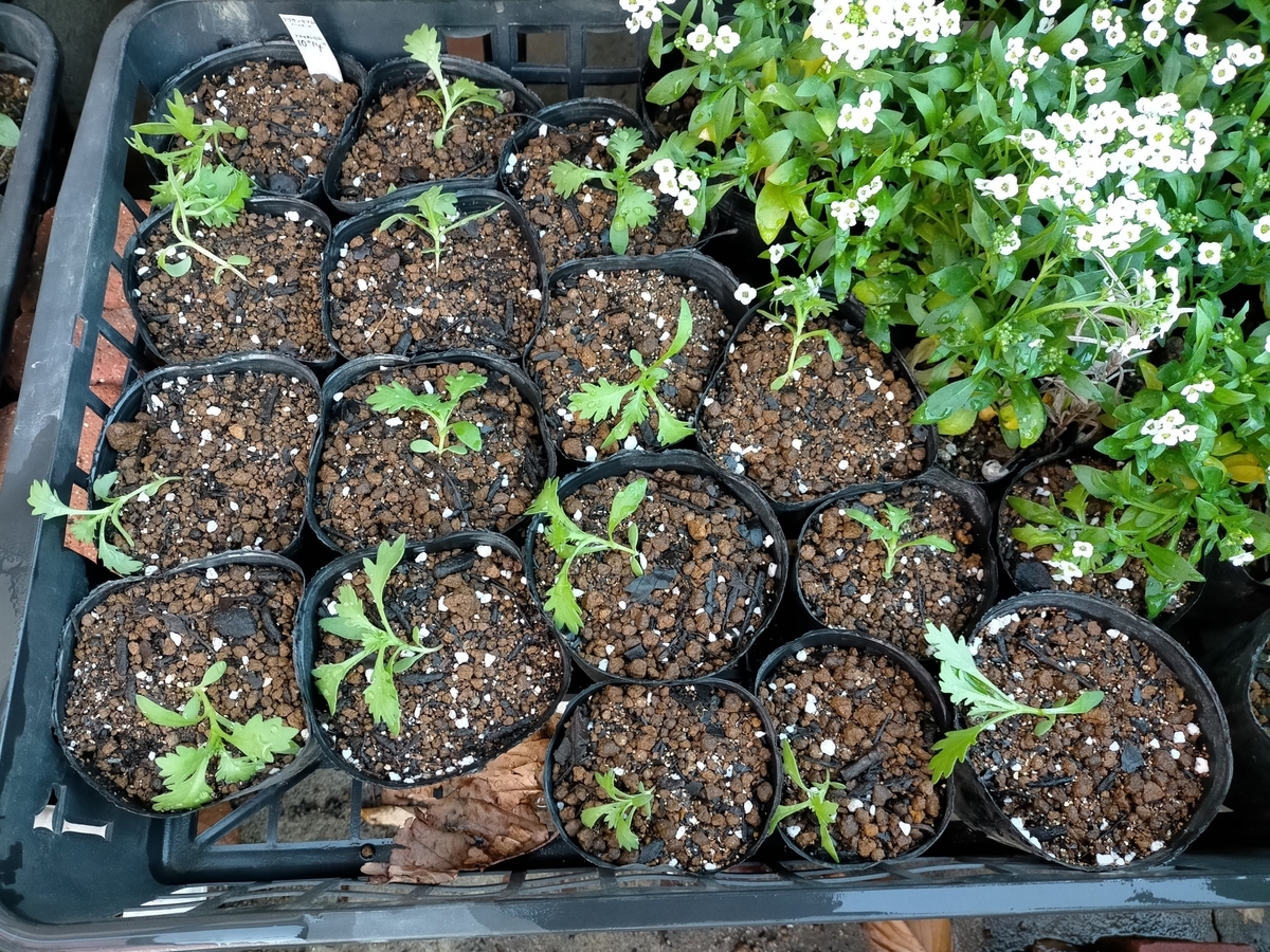 ノースポールのポット上げ：種まき50日目 - 咲いたらいいね