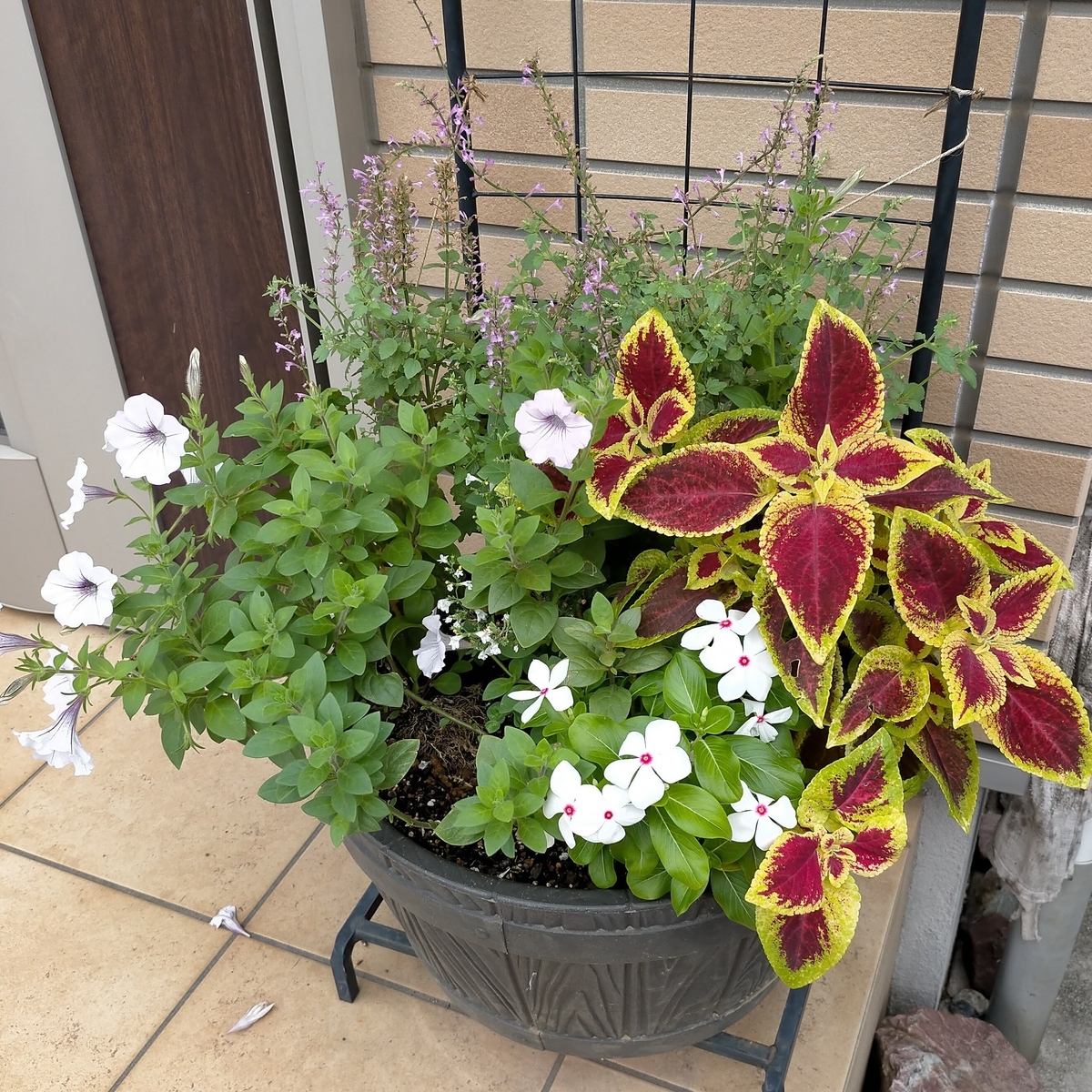 今夏の寄せ植えの様子 - 咲いたらいいね