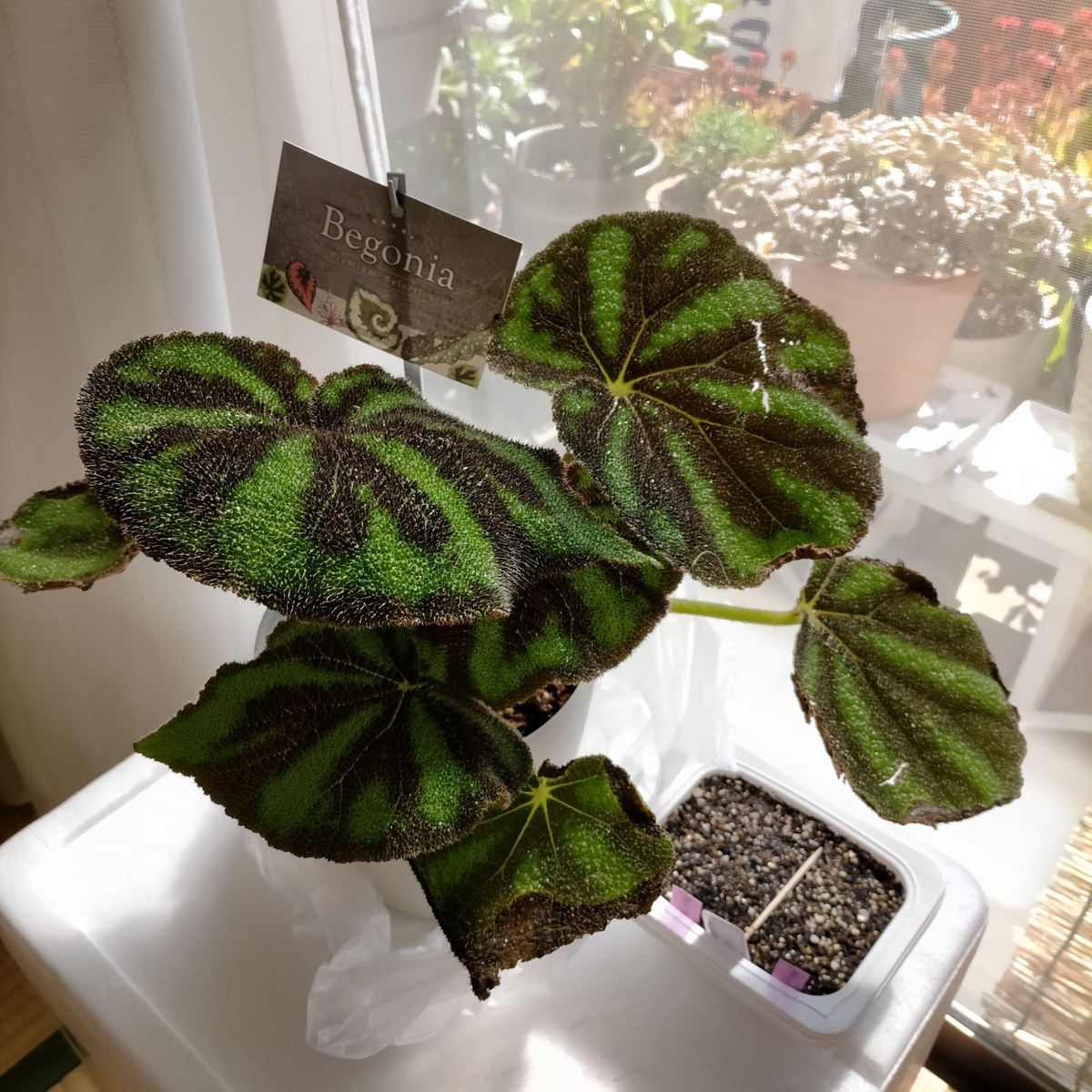 ベゴニア マクラータ 鉢ごと ベゴニア マクラータ 250610 40