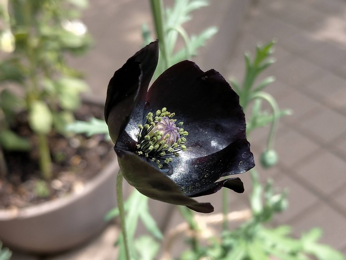 H*読様 【Lj_plants】C223 悪魔BB ブラックアンドブルー 濃黒棘 黒花ポピー・ブラックマジックの開花😆👍：種まき176日目／5ヶ月と24日