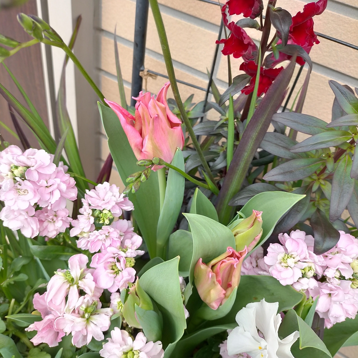 80.チューリップも咲いて☆長く楽しむ☆春の可愛い☆ロゼな寄せ植えの鉢花☆ ピンク🩷ピンクな寄せ植えのチューリップが開花🌷 - 咲いたらいいね
