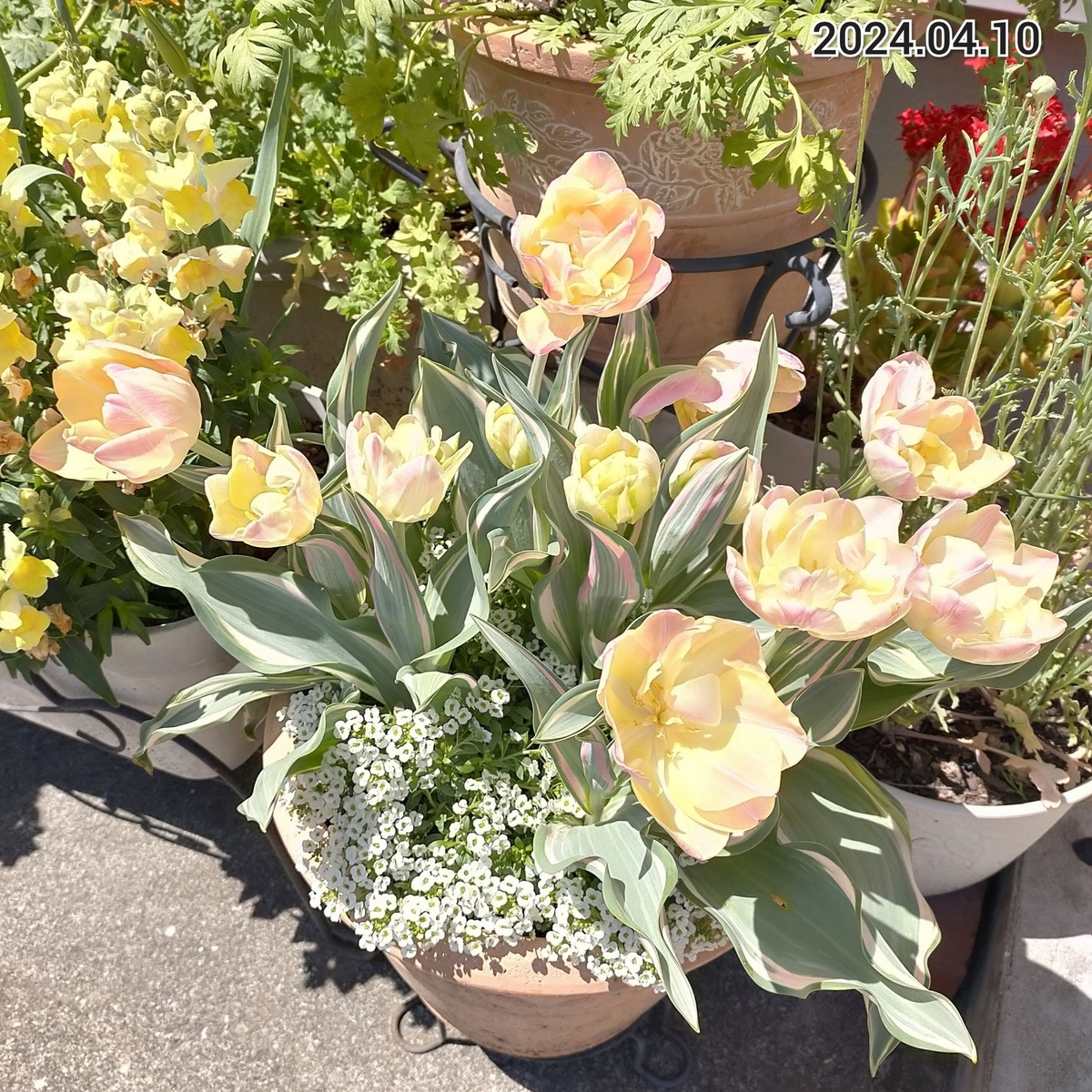 チューリップ・ハッピーアップスター🌷 - 咲いたらいいね