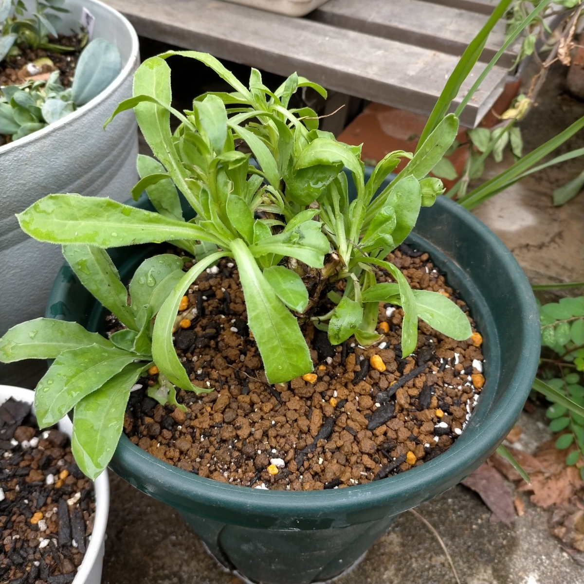 キンセンカ（カレンジュラ）のポット上げ：種まき8日目と14日目 - 咲い