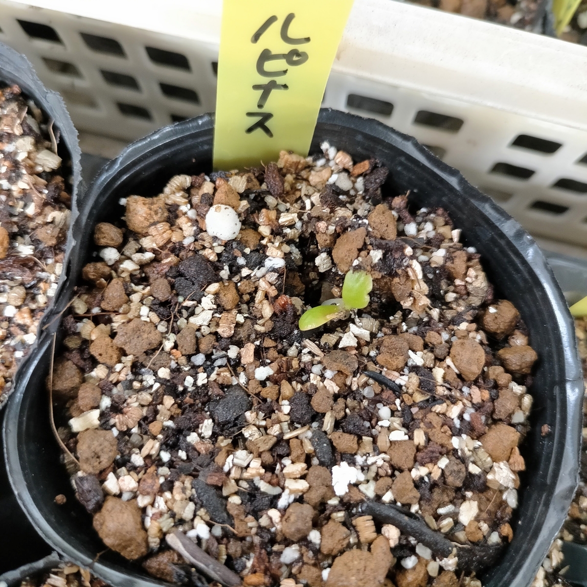 ルピナスの発芽：種まき6日目 - 咲いたらいいね