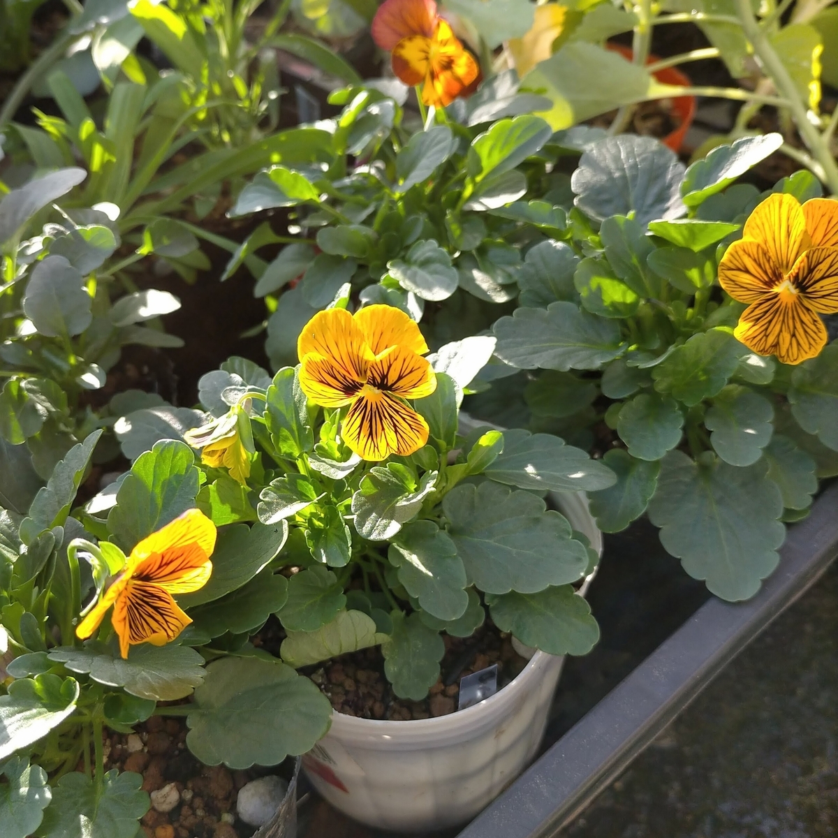 種まきビオラ開花2号〜4号：種まき84日目／2ヶ月と23日目 - 咲いたらいいね