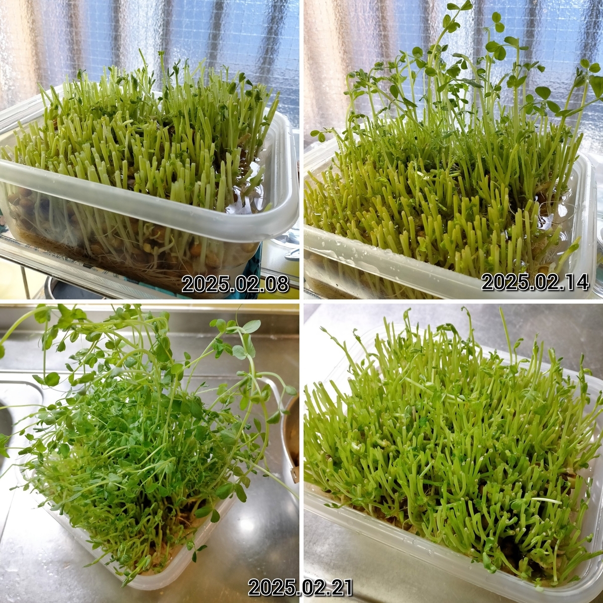 豆苗、2回目の収穫 - 咲いたらいいね