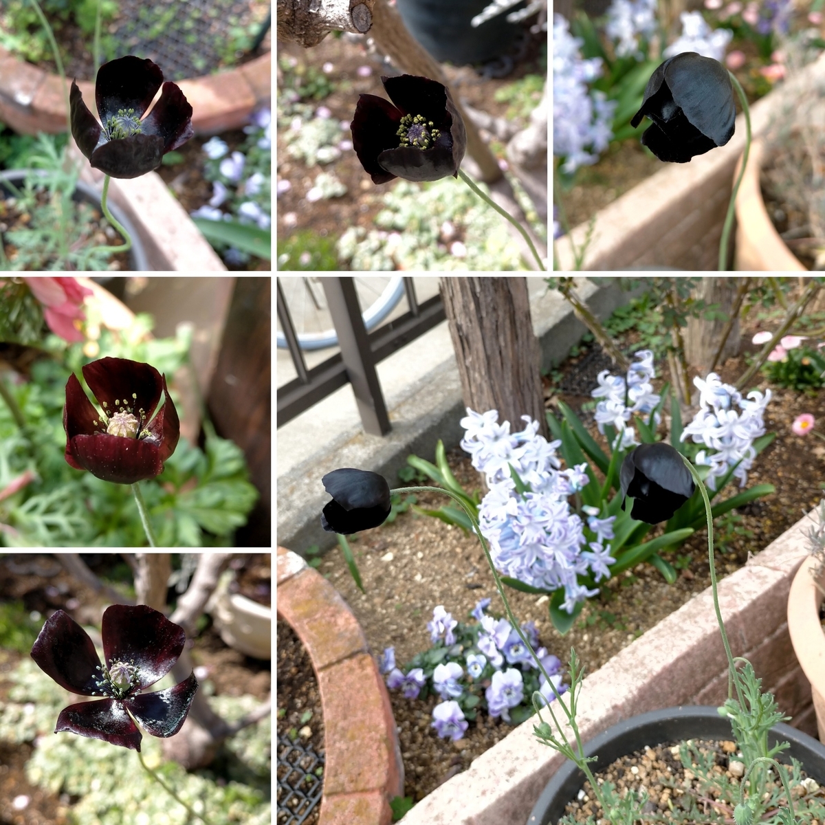 黒花ポピー・ブラックマジック開花中 - 咲いたらいいね