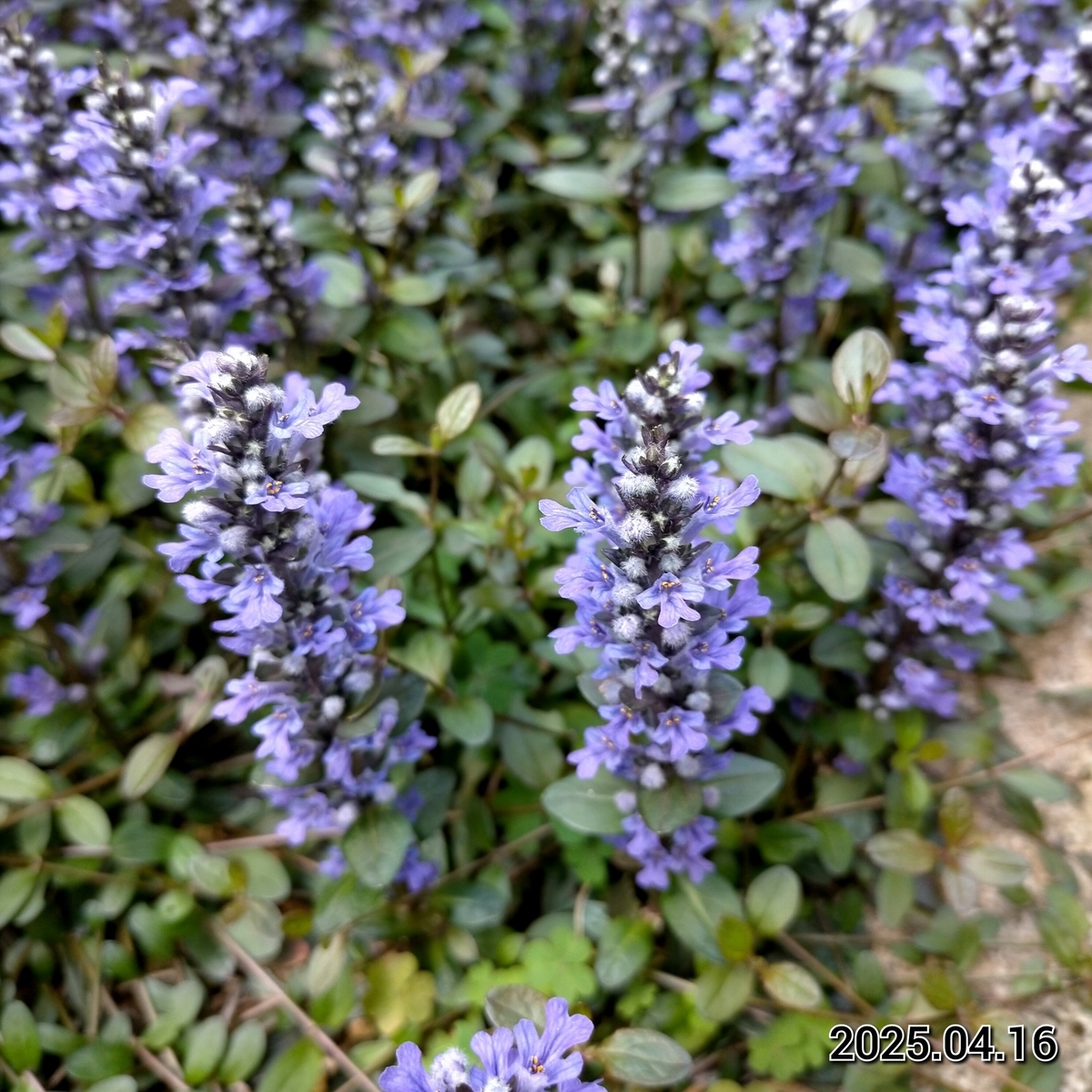 アジュガの開花記録 - 咲いたらいいね