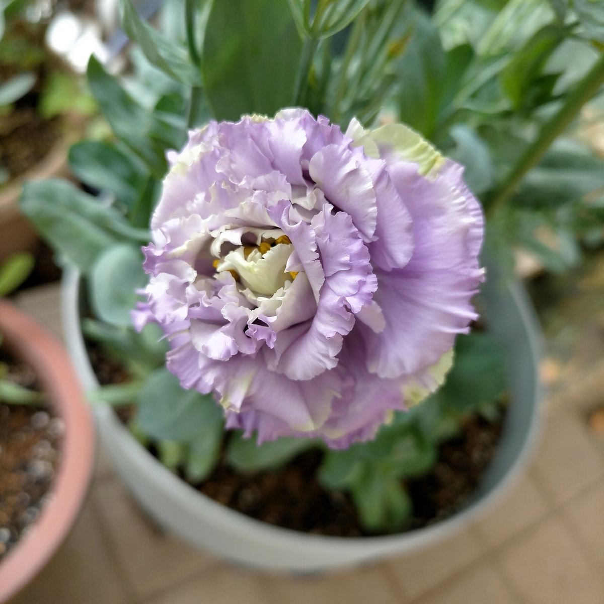 トルコキキョウ開花中：種まきから673日目／1年10ヶ月と4日目 - 咲い