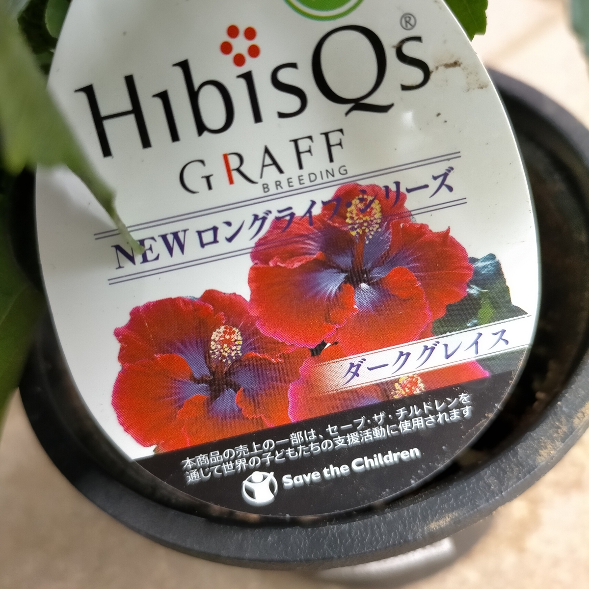 ハイビスカス開花🌺 - 咲いたらいいね