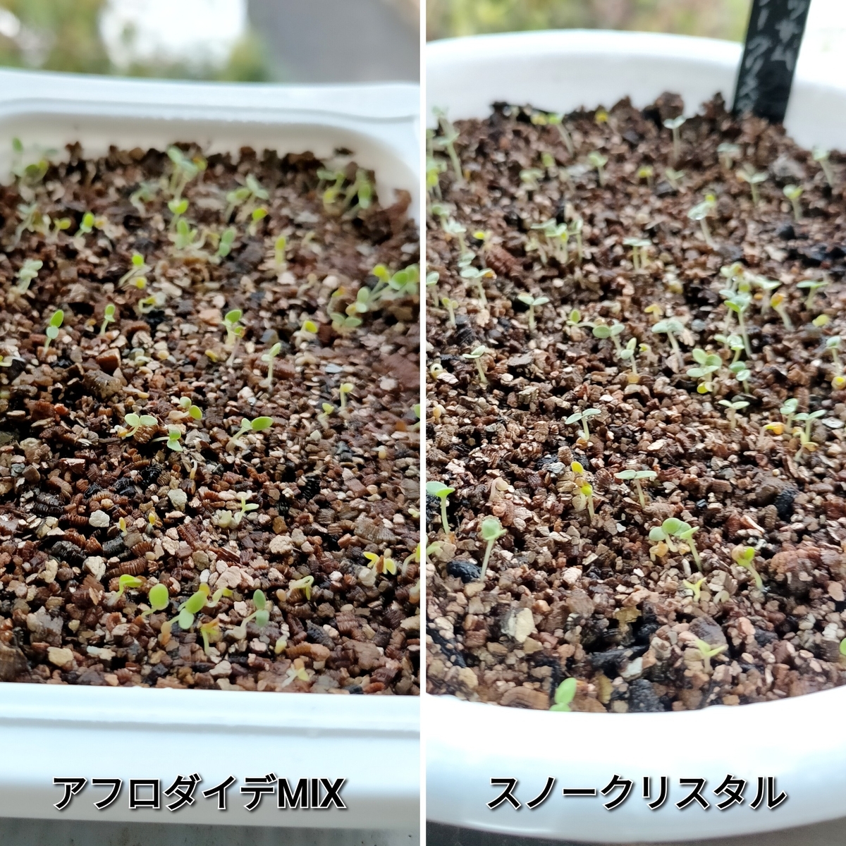 スイートアリッサム、ジプソフィラ、キンセンカ、スカビオサの発芽
