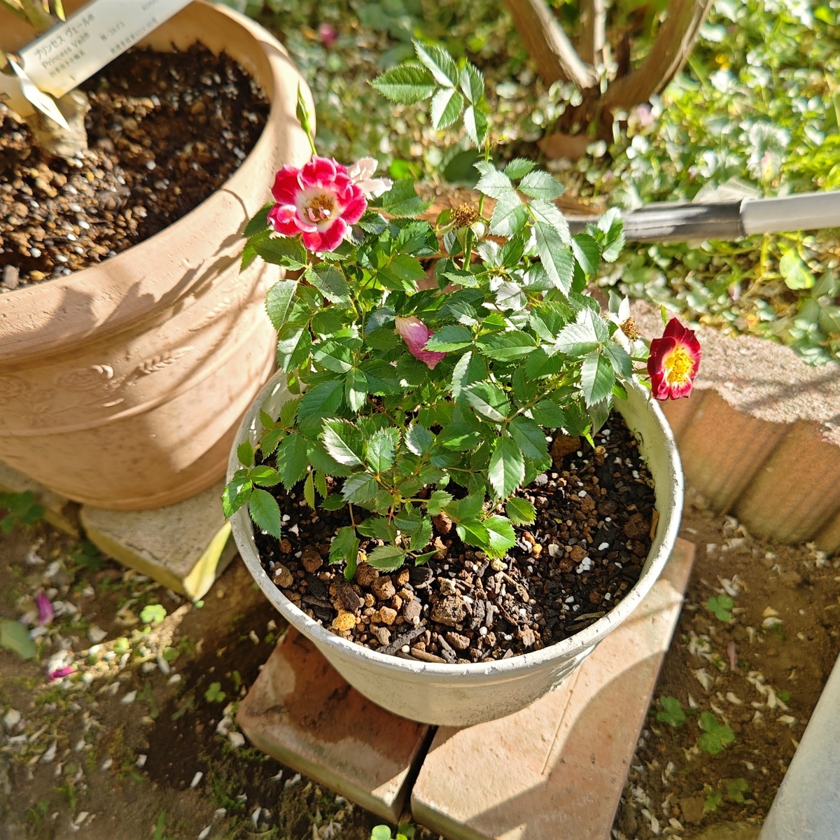ミニバラ・リトルアーティストの植え付け - 咲いたらいいね